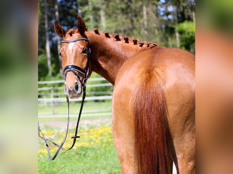 Austriacki koń gorącokrwisty Wałach 4 lat 169 cm Kasztanowata in Gleisdorf