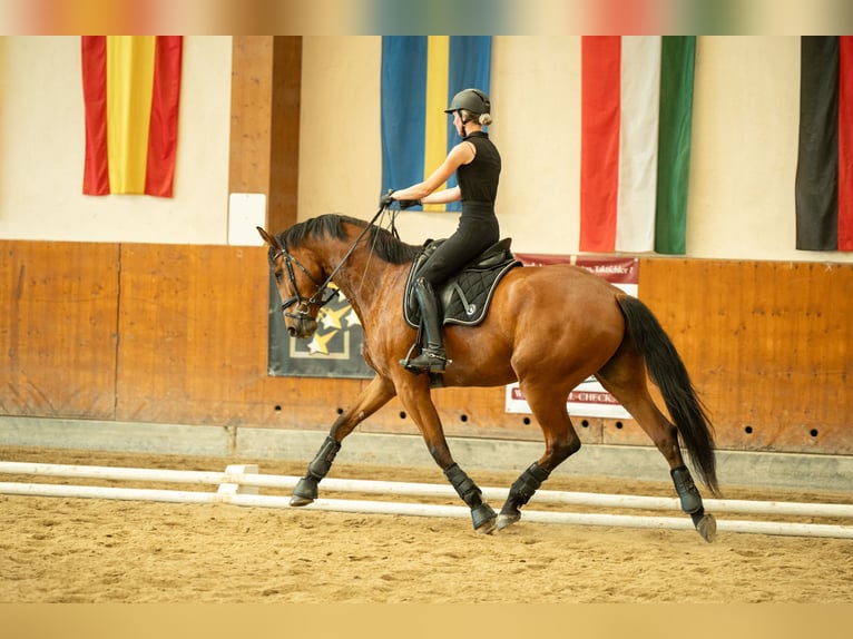 Austriacki koń gorącokrwisty Wałach 4 lat 171 cm Gniada in Niklasdorf