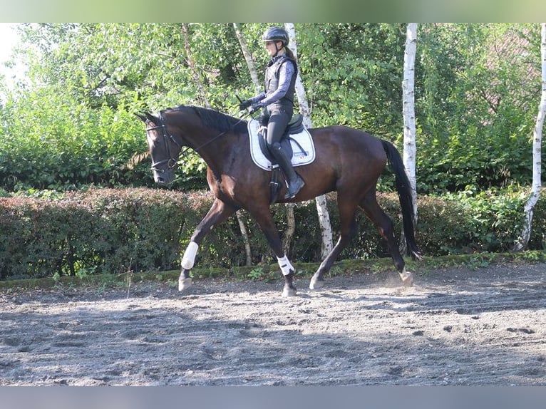 Austriacki koń gorącokrwisty Wałach 4 lat 171 cm Kara in Pöllau