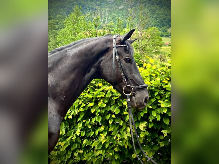 Austriacki koń gorącokrwisty Wałach 5 lat 169 cm Kara in Molln