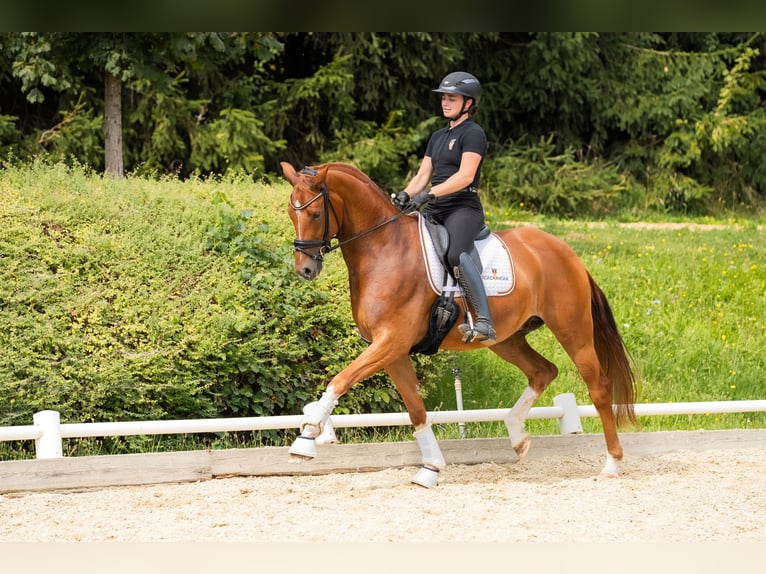 Austriacki koń gorącokrwisty Wałach 5 lat 169 cm Kasztanowata in Oisnitz