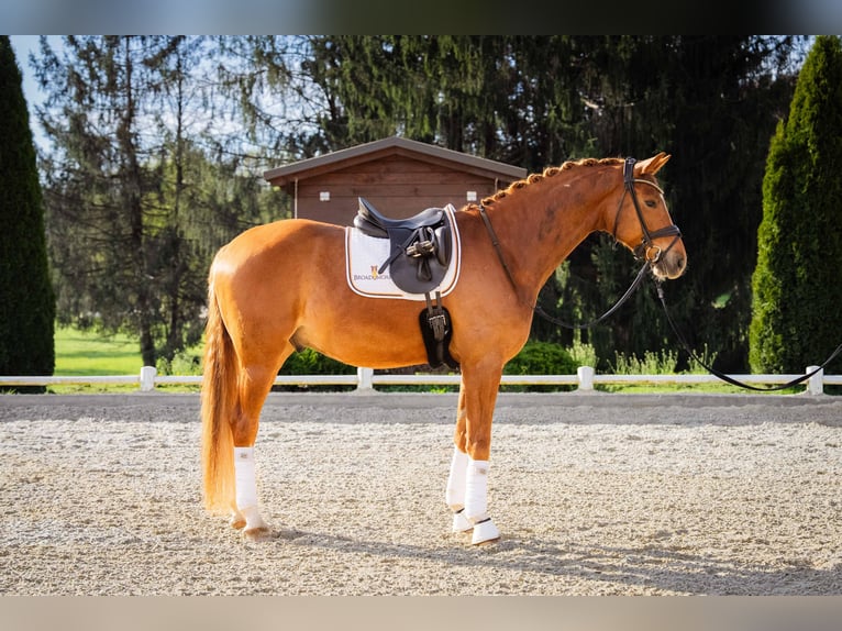 Austriacki koń gorącokrwisty Wałach 5 lat 169 cm Kasztanowata in Oisnitz