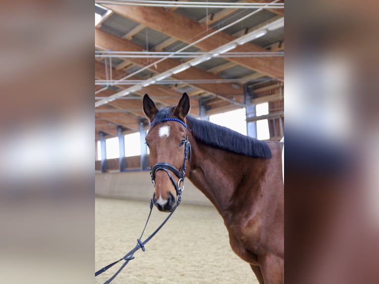 Austriacki koń gorącokrwisty Wałach 5 lat 170 cm Ciemnogniada in Kaltenleutgeben
