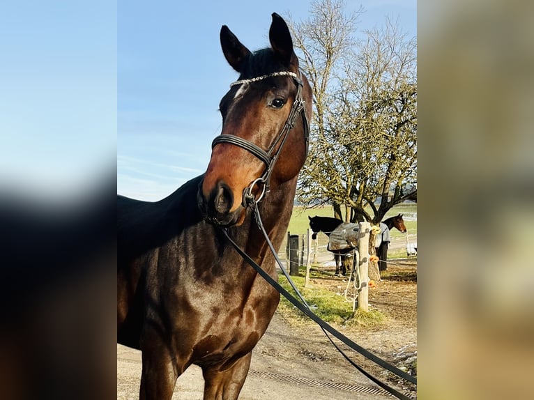 Austriacki koń gorącokrwisty Wałach 5 lat 170 cm Ciemnogniada in H&#xF6;hnhart