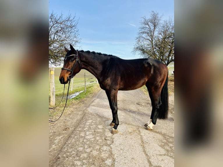 Austriacki koń gorącokrwisty Wałach 5 lat 170 cm Ciemnogniada in H&#xF6;hnhart