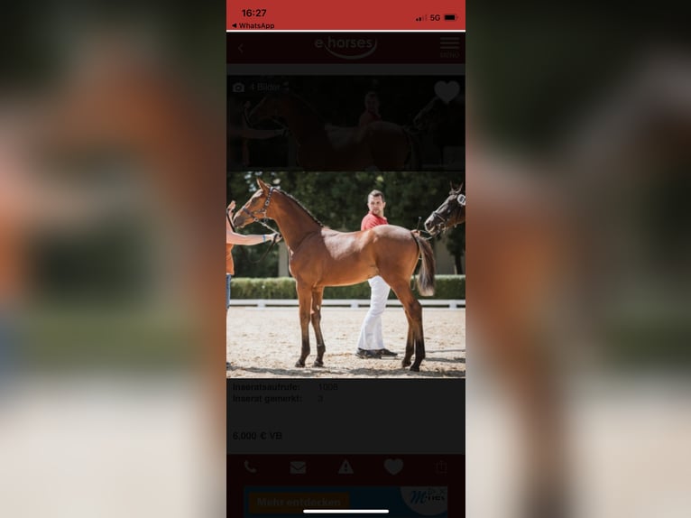 Austriacki koń gorącokrwisty Wałach 5 lat 171 cm Gniada in WarngaU