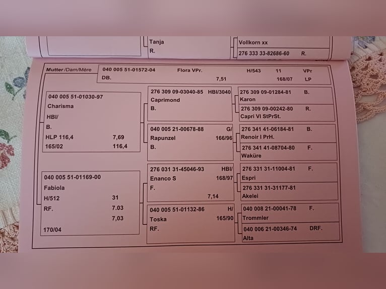 Austriacki koń gorącokrwisty Wałach 5 lat 174 cm Kara in Kottingbrunn
