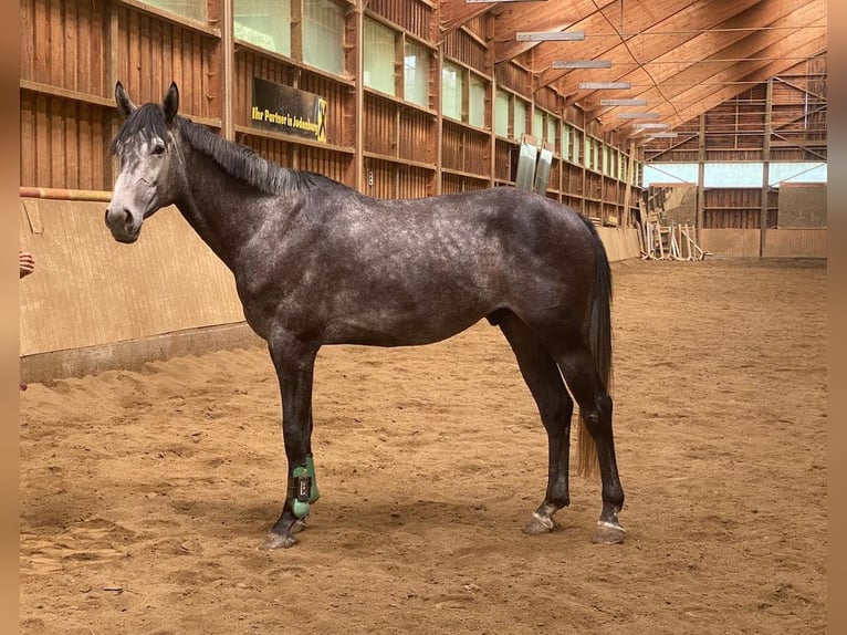 Austriacki koń gorącokrwisty Wałach 5 lat 175 cm Siwa in Möderbrugg