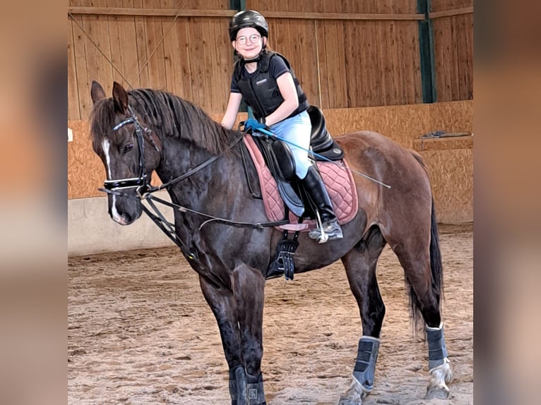 Austriacki koń gorącokrwisty Mix Wałach 6 lat 159 cm Ciemnokasztanowata in Schwarzenau