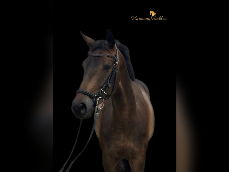 Austriacki koń gorącokrwisty Wałach 6 lat 165 cm Ciemnogniada in Schwechat