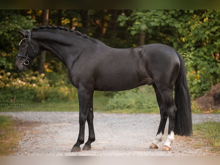 Austriacki koń gorącokrwisty Wałach 6 lat 165 cm Skarogniada in Wehringen