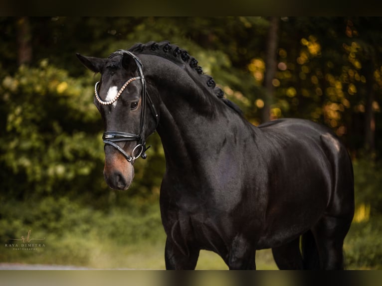 Austriacki koń gorącokrwisty Wałach 6 lat 165 cm Skarogniada in Wehringen