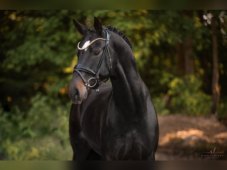 Austriacki koń gorącokrwisty Wałach 6 lat 165 cm Skarogniada in Wehringen