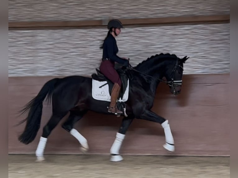 Austriacki koń gorącokrwisty Wałach 6 lat 165 cm Skarogniada in Wehringen