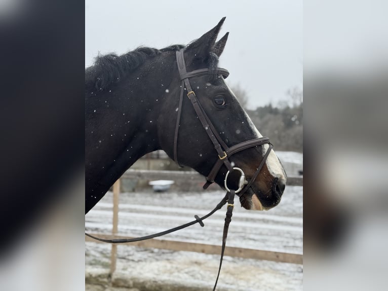 Austriacki koń gorącokrwisty Wałach 6 lat 170 cm Kara in Kettlasbrunn