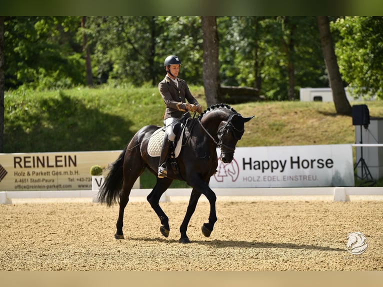 Austriacki koń gorącokrwisty Wałach 6 lat 170 cm Kara in Tangern