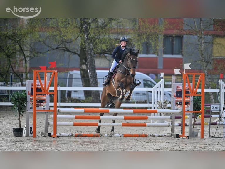 Austriacki koń gorącokrwisty Wałach 6 lat 175 cm Gniada in Schlins