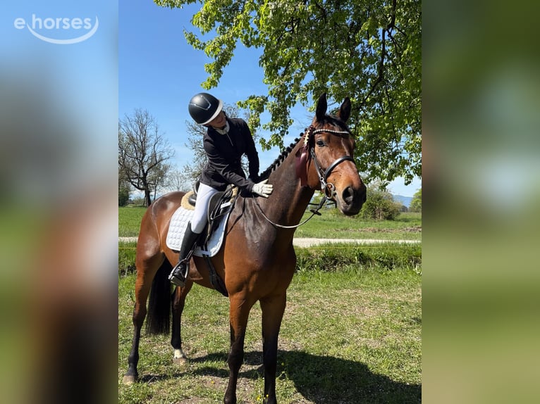 Austriacki koń gorącokrwisty Wałach 6 lat 175 cm Gniada in Schlins