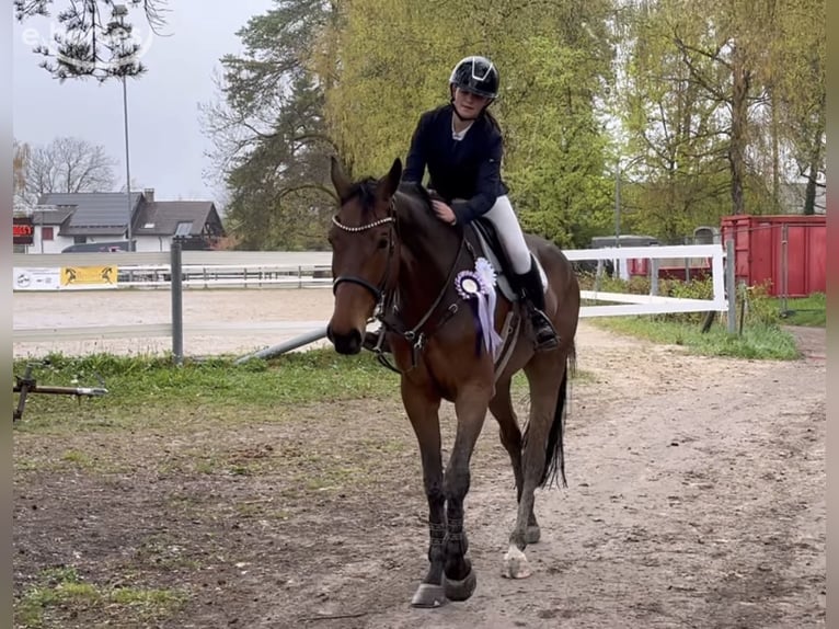 Austriacki koń gorącokrwisty Wałach 6 lat 175 cm Gniada in Schlins