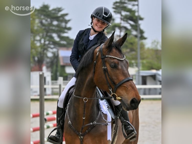 Austriacki koń gorącokrwisty Wałach 6 lat 175 cm Gniada in Schlins