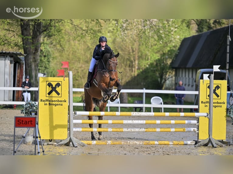 Austriacki koń gorącokrwisty Wałach 6 lat 175 cm Gniada in Schlins