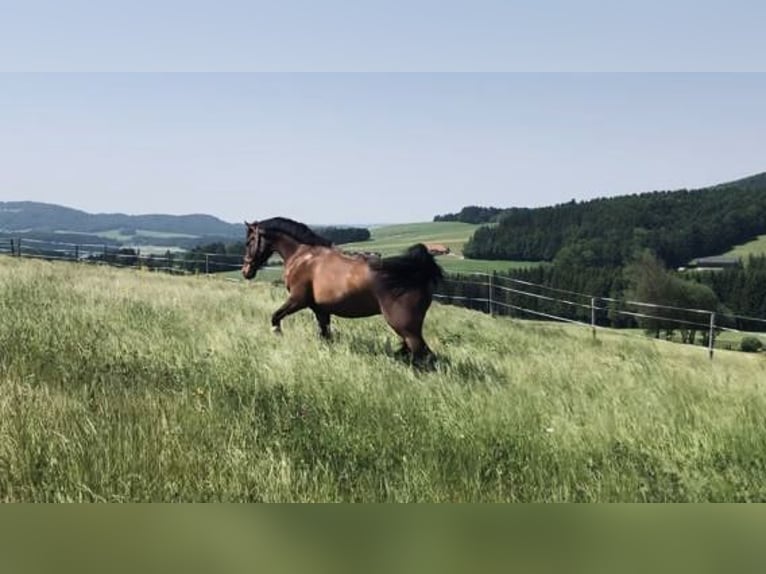 Austriacki koń gorącokrwisty Wałach 7 lat 174 cm Gniada in Altenmarkt