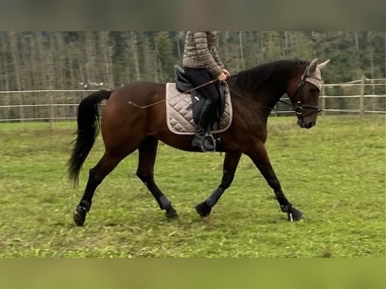 Austriacki koń gorącokrwisty Wałach 8 lat 152 cm Gniada in Hauzenberg