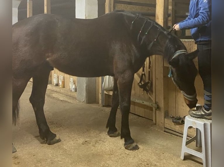 Austriacki koń gorącokrwisty Wałach 8 lat 152 cm Gniada in Hauzenberg