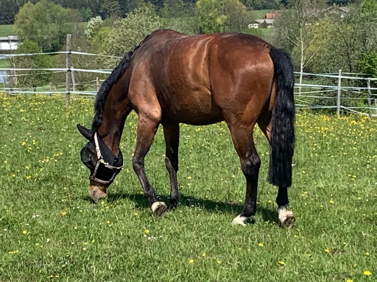 Austriacki koń gorącokrwisty Wałach 8 lat 168 cm Gniada in Elixhausen