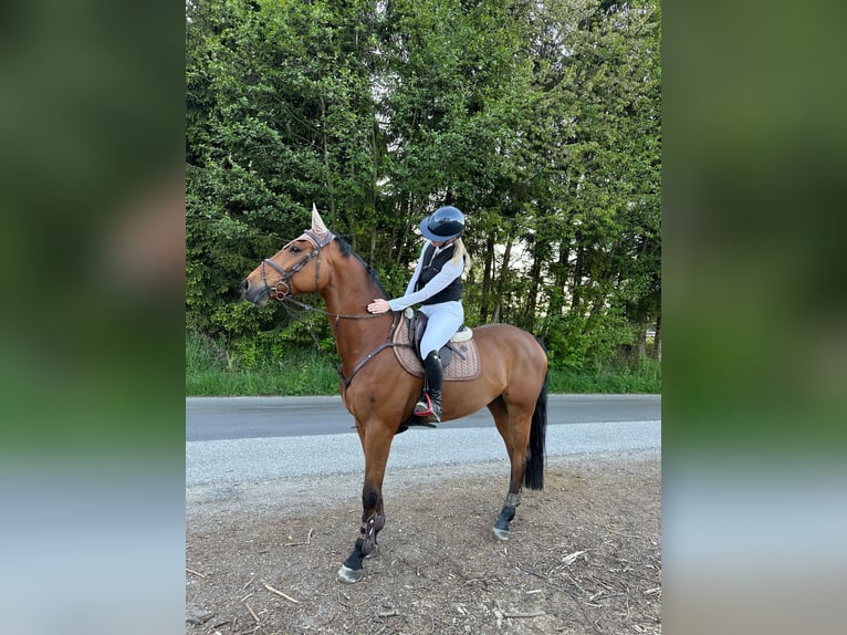Austriacki koń gorącokrwisty Wałach 8 lat 168 cm Gniada in Schiedlberg