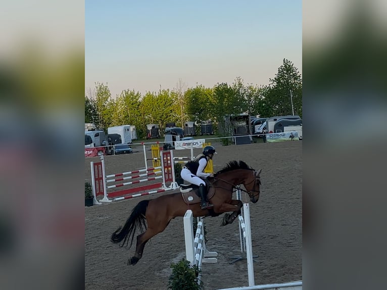 Austriacki koń gorącokrwisty Wałach 8 lat 168 cm Gniada in Schiedlberg
