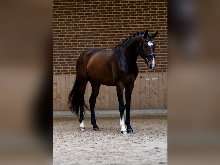 Austriacki koń gorącokrwisty Wałach 8 lat 169 cm Gniada in Goch
