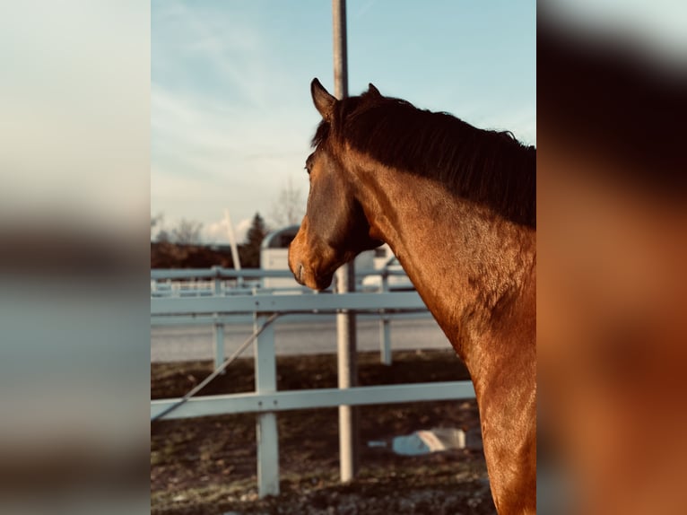 Austriacki koń gorącokrwisty Wałach 8 lat 174 cm Gniada in Altenmarkt