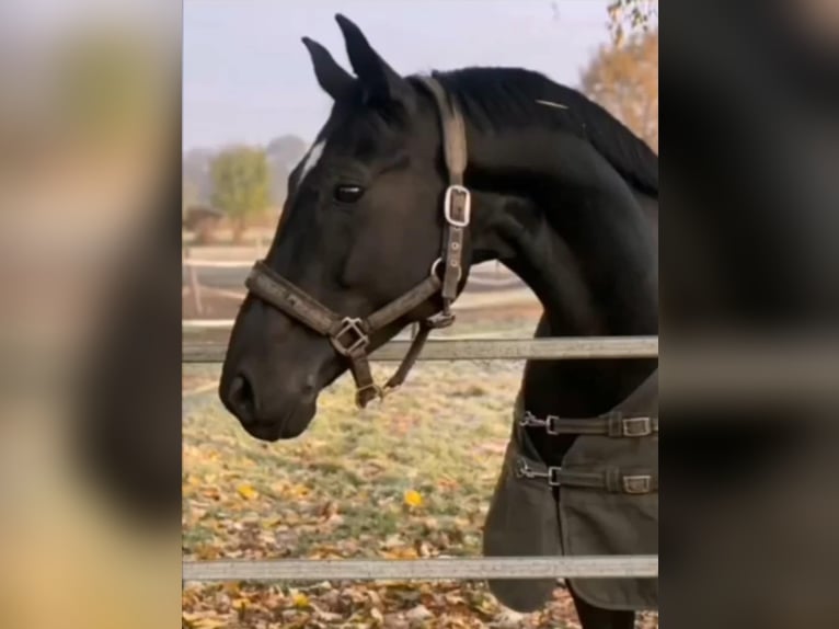 Austriacki koń gorącokrwisty Wałach 9 lat 165 cm Kara in Podersdorf am See