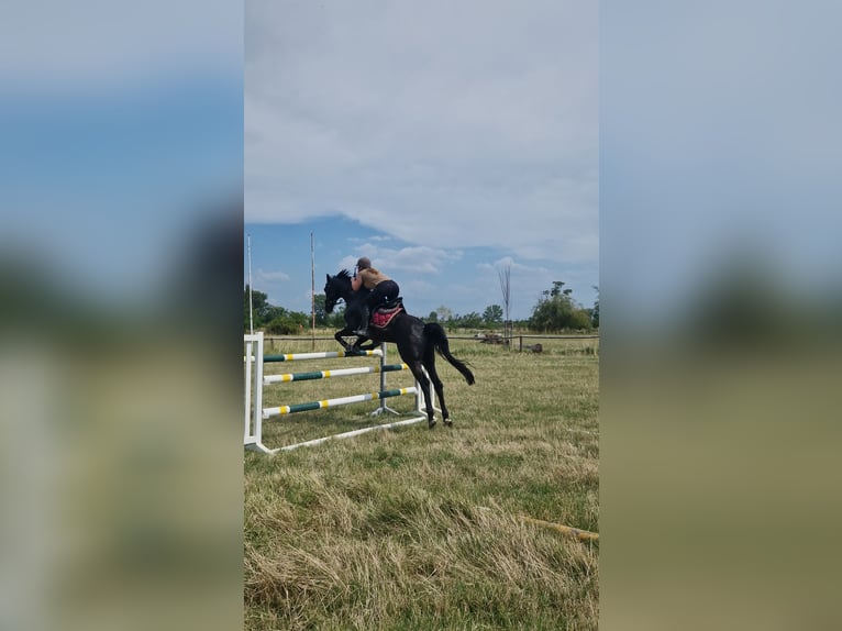 Austriacki koń gorącokrwisty Wałach 9 lat 165 cm Kara in Podersdorf am See