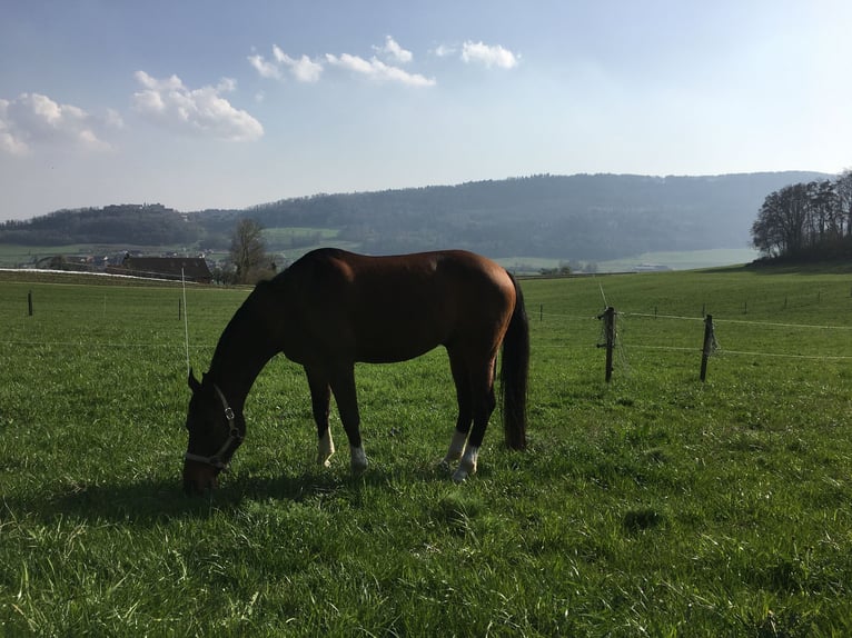 Austriacki koń gorącokrwisty Wałach 11 lat 164 cm Gniada in Dielsdorf