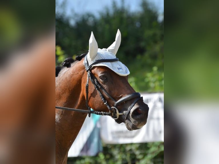 Austriacki koń gorącokrwisty Wałach 11 lat 164 cm Gniada in Dielsdorf