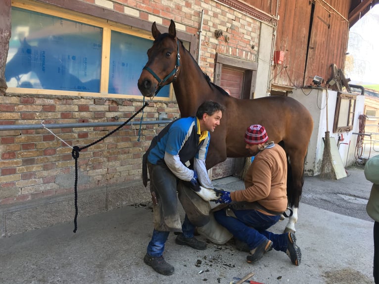 Austriacki koń gorącokrwisty Wałach 11 lat 164 cm Gniada in Dielsdorf