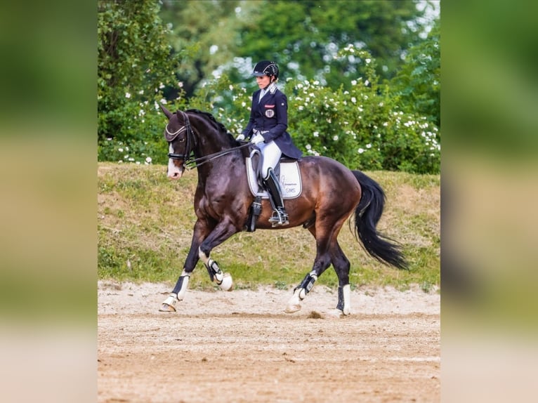 Austriacki koń gorącokrwisty Wałach 12 lat 162 cm Skarogniada in Göstritz