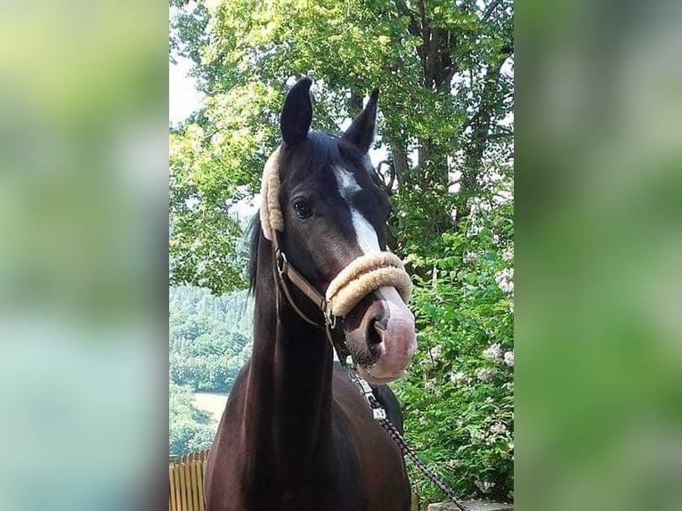 Austriacki koń gorącokrwisty Wałach 12 lat 162 cm Skarogniada in Göstritz