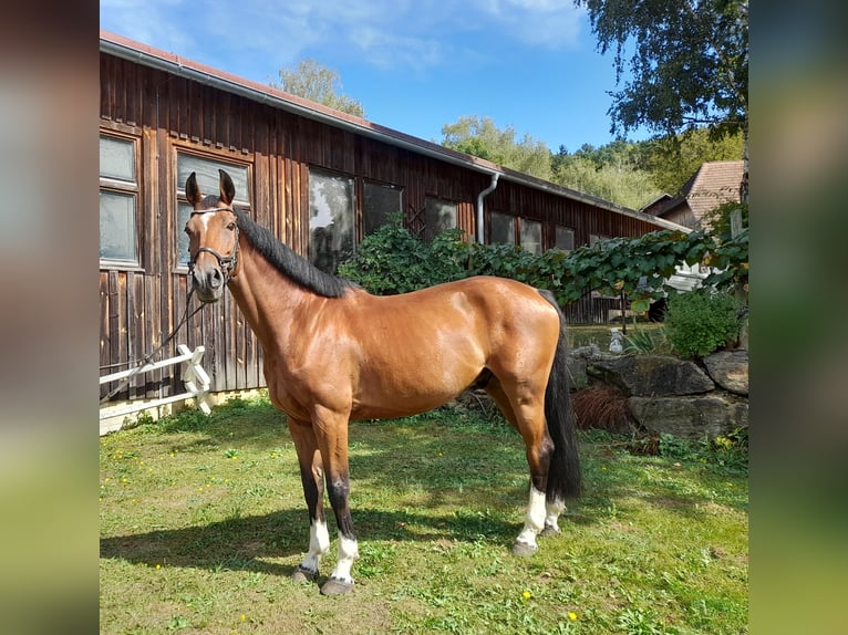 Austriacki koń gorącokrwisty Wałach 12 lat 172 cm Gniada in Hartberg