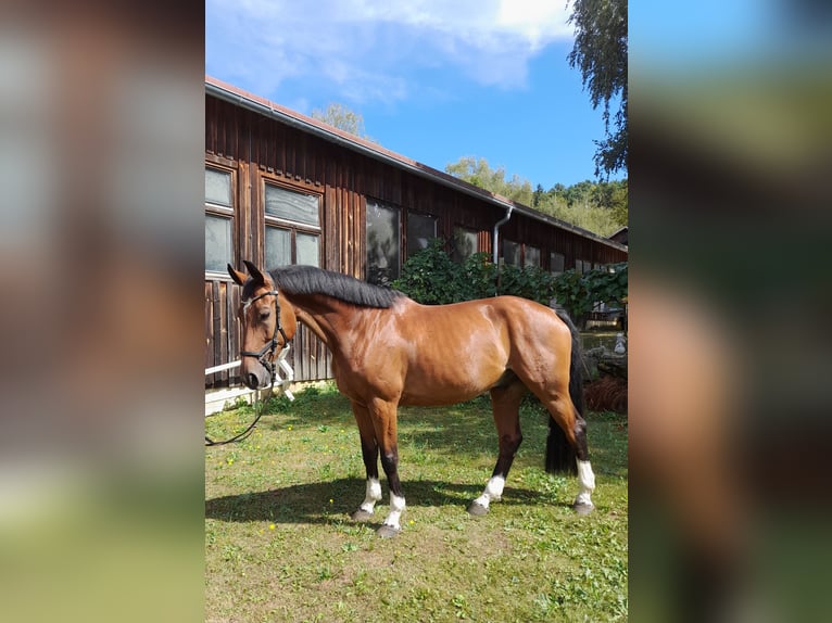 Austriacki koń gorącokrwisty Wałach 12 lat 172 cm Gniada in Hartberg