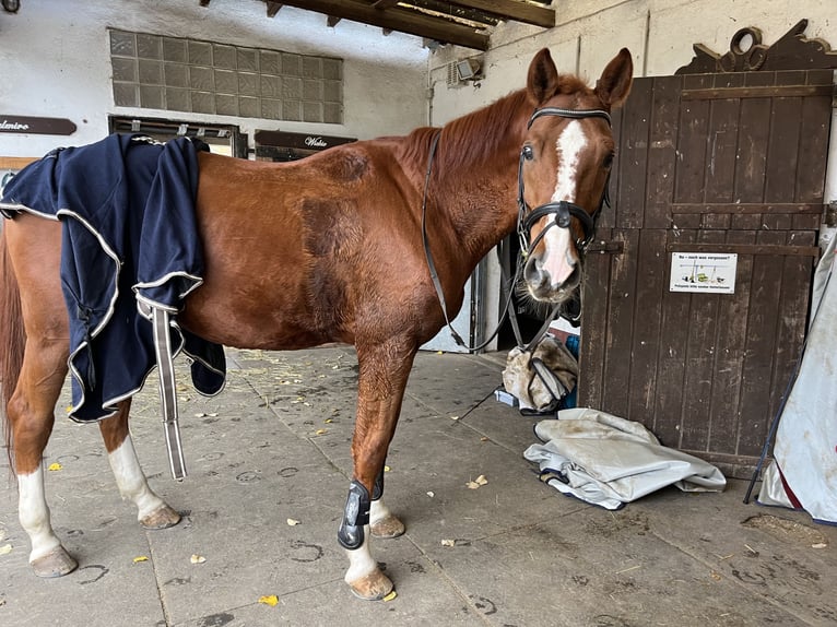 Austriacki koń gorącokrwisty Wałach 12 lat 172 cm Kasztanowata in Freiburg im Breisgau