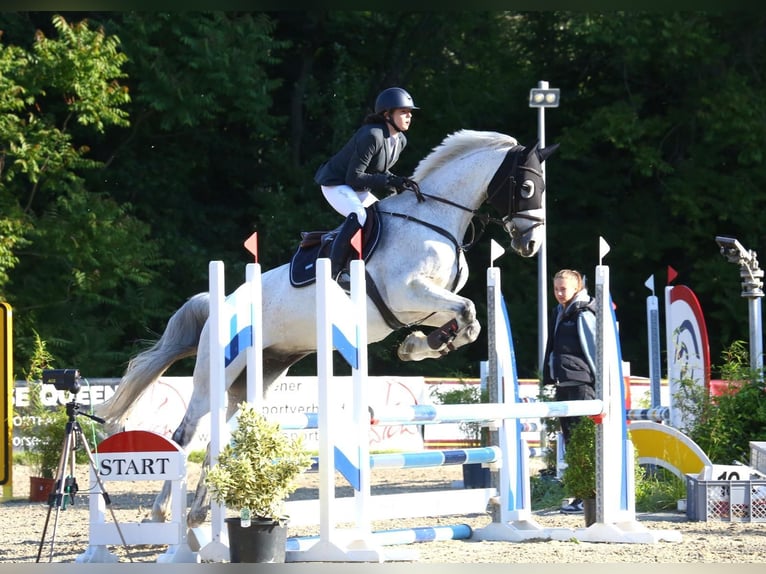 Austriacki koń gorącokrwisty Wałach 12 lat 174 cm Siwa in Pressbaum