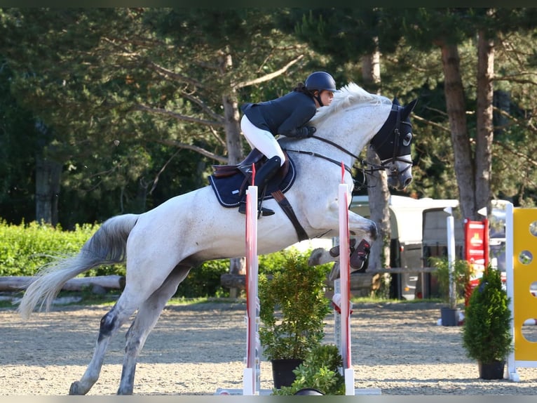 Austriacki koń gorącokrwisty Wałach 12 lat 174 cm Siwa in Pressbaum