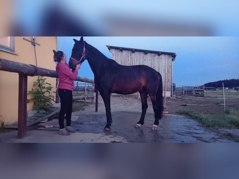 Austriacki koń gorącokrwisty Wałach 13 lat 162 cm Ciemnogniada in lengau