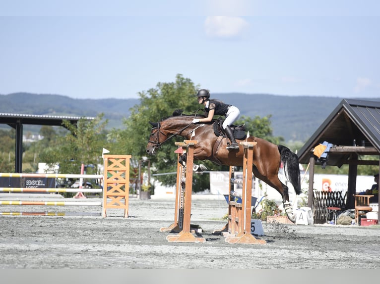 Austriacki koń gorącokrwisty Wałach 13 lat 175 cm Gniada in Pressbaum