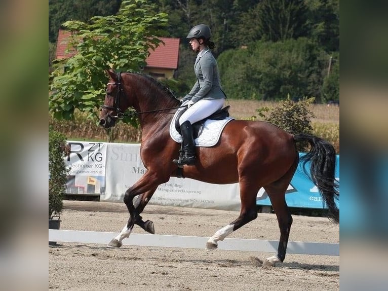 Austriacki koń gorącokrwisty Wałach 13 lat 175 cm Gniada in Pressbaum