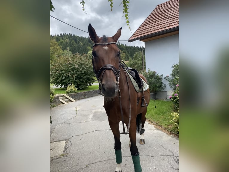 Austriacki koń gorącokrwisty Wałach 13 lat 175 cm Gniada in Pressbaum