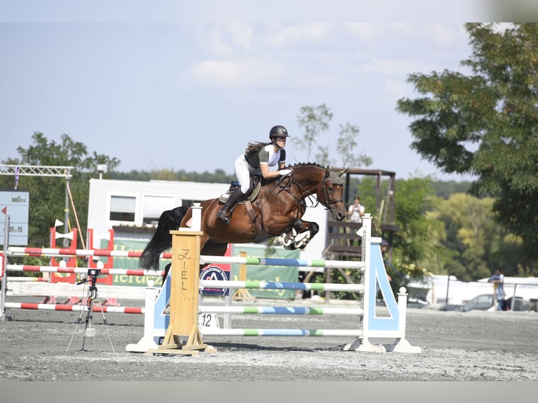 Austriacki koń gorącokrwisty Wałach 13 lat 175 cm Gniada in Pressbaum